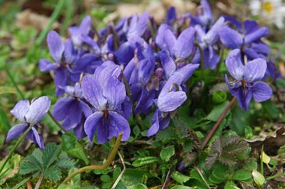 Viola odorata